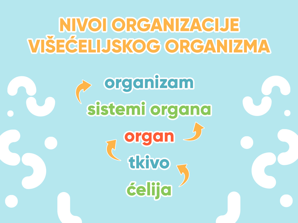 nivoi organizacije