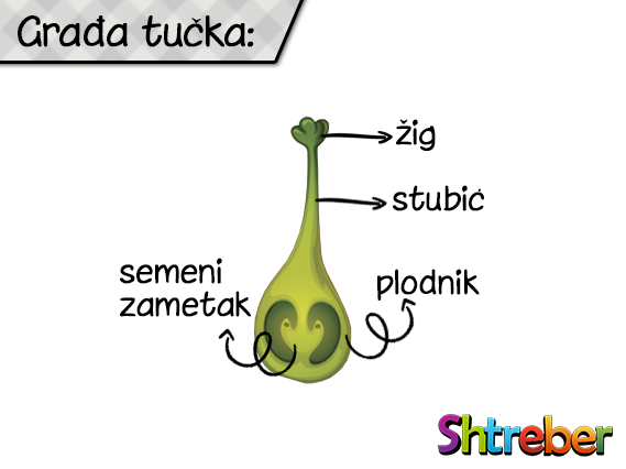 gradja-tucka