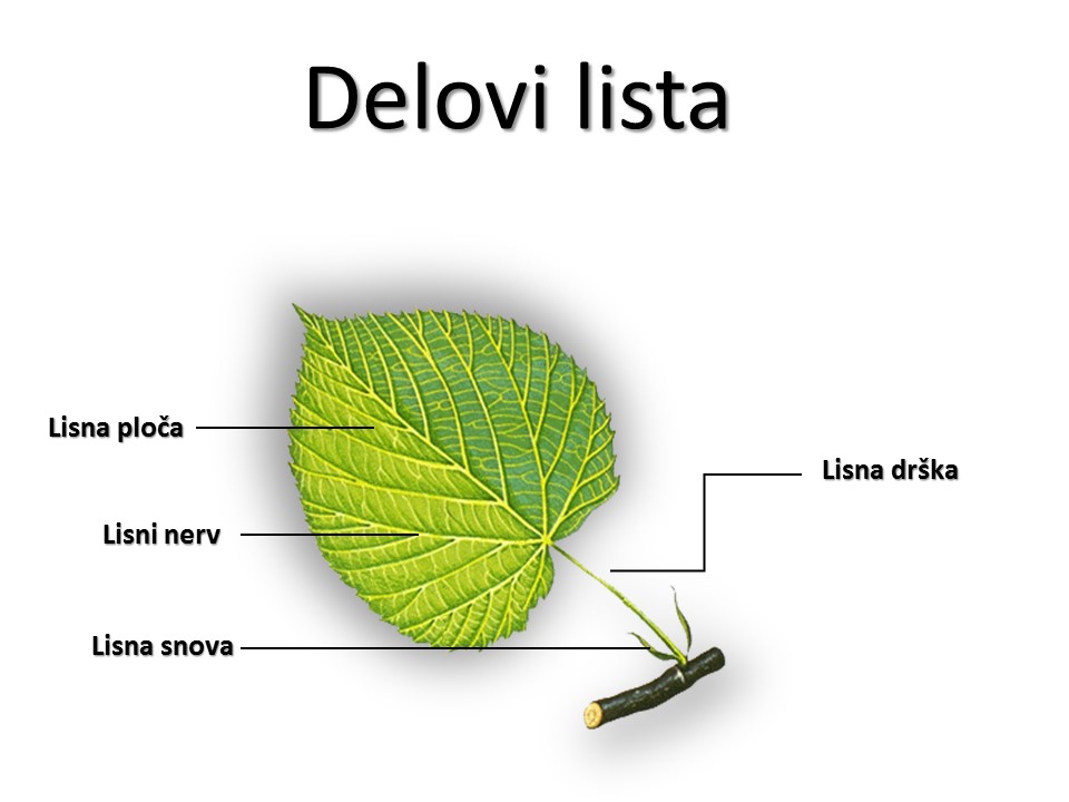 Delovi Biljke List Shtreber