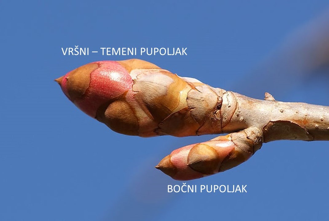 Temeni-bocni-pupoljak