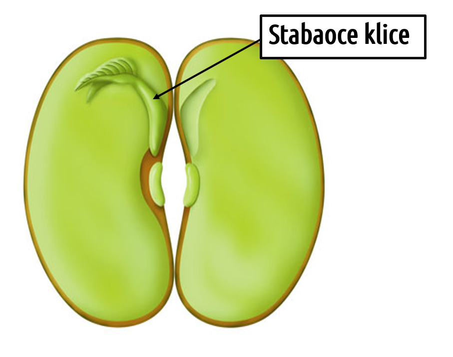 stabaoce-klice
