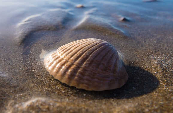 shell_