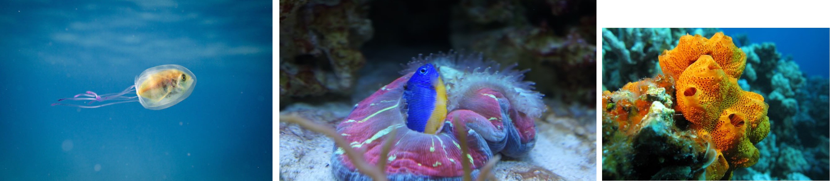 fish-trapped-inside-jellyfish-1