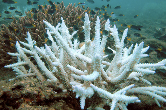 Keppelbleaching-1