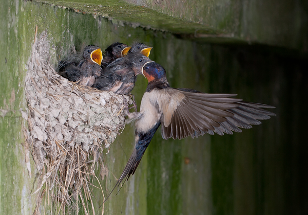 swallow_feeding_young