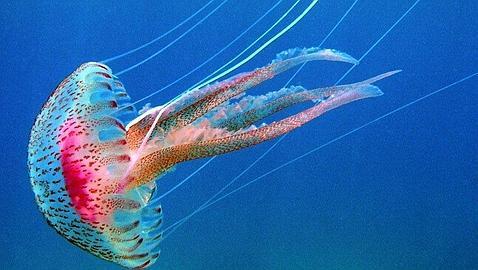 Index Of Uploads Gallery Originals Biologija 6 Razred Carstvo A Ivotinja Dupljari Meduze