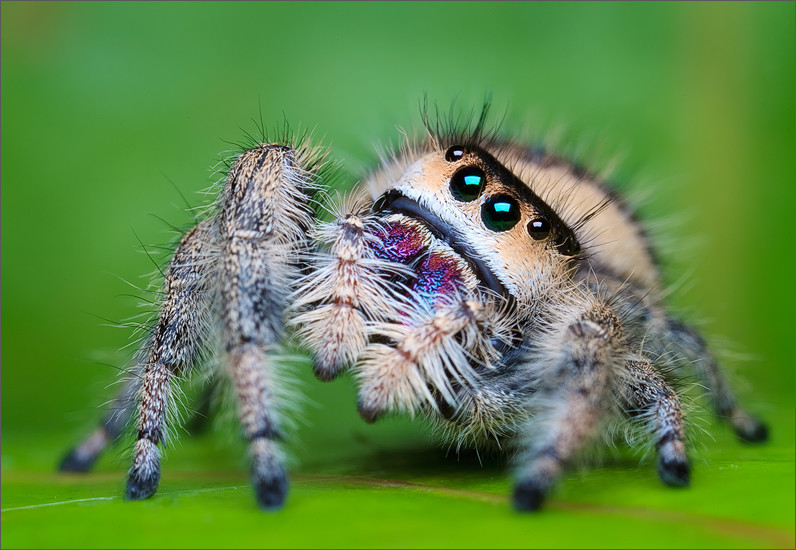 phidippus_regius_pauk.jpg