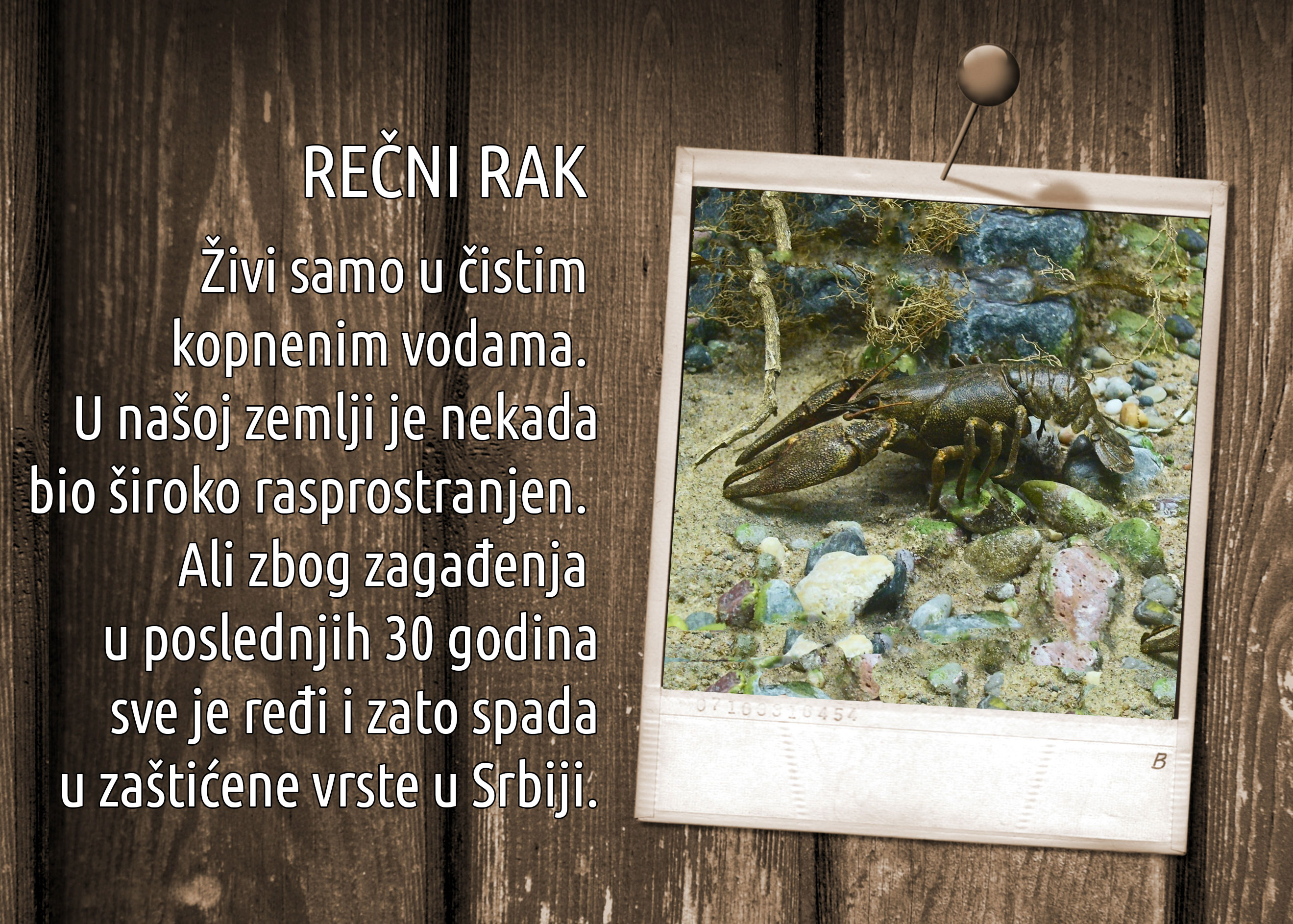 recni_rak