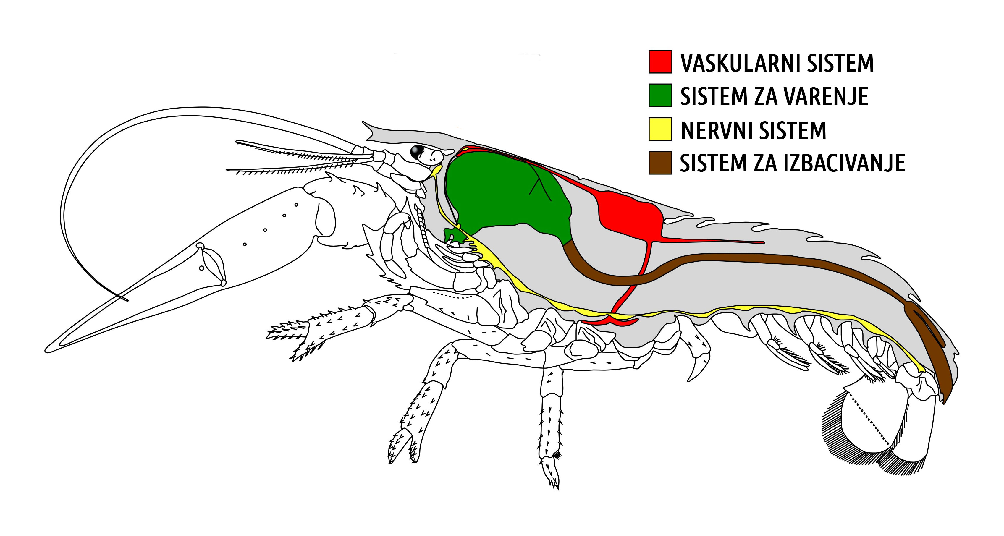 sistemi_organa_rak