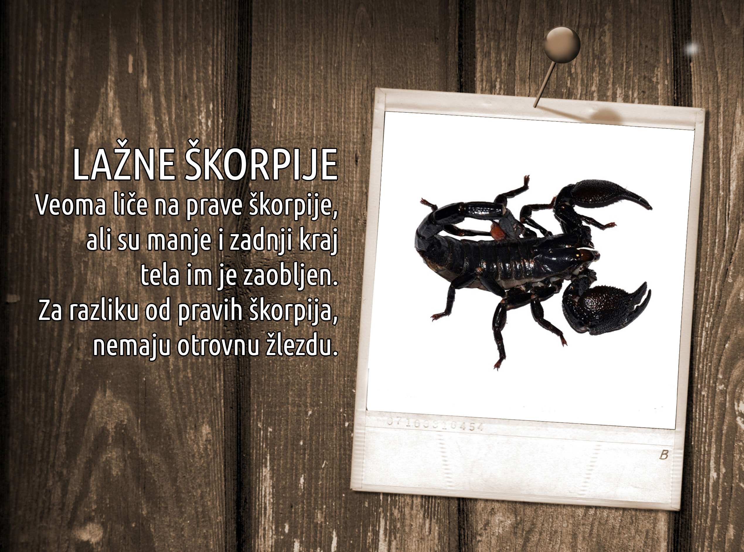 lazne_skorpije