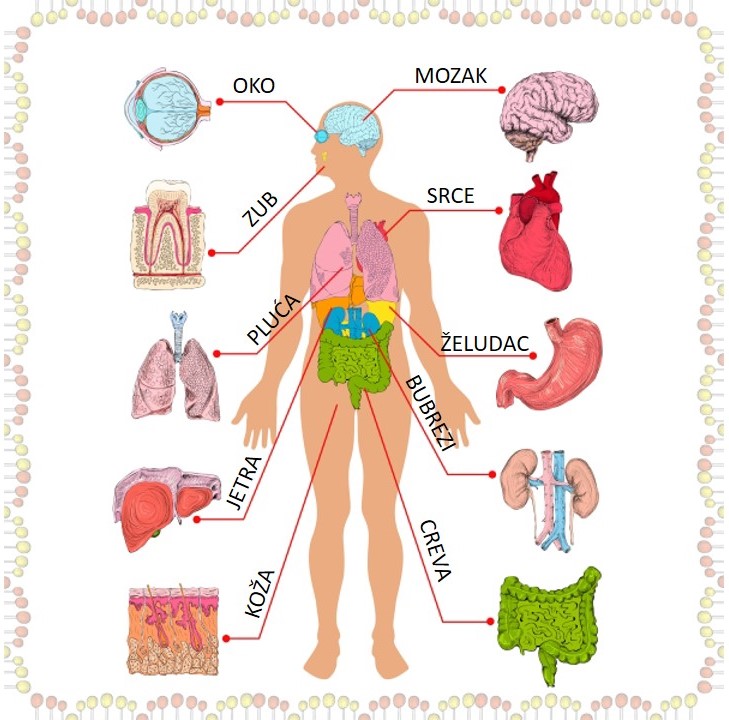 Slika ljudskih unutarnjih organa