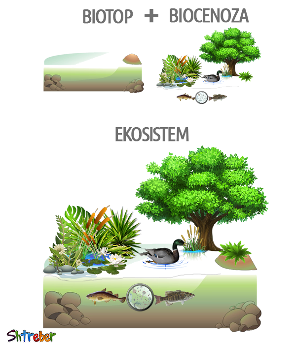 ekosistem_osnovni_procesi