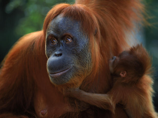 geografija_7_6_12_zenka_sumatra_orangutan
