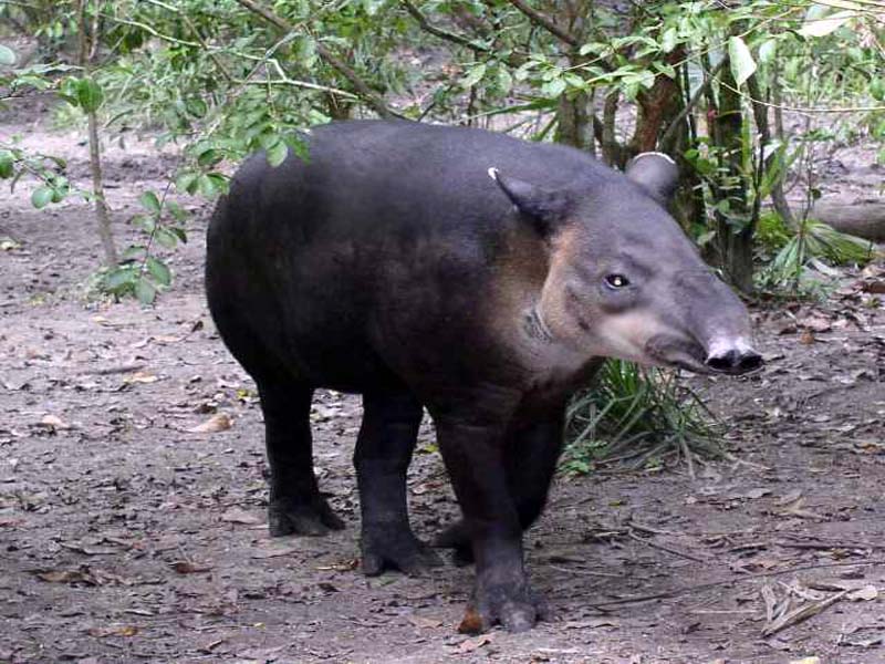 g742_9_tapir
