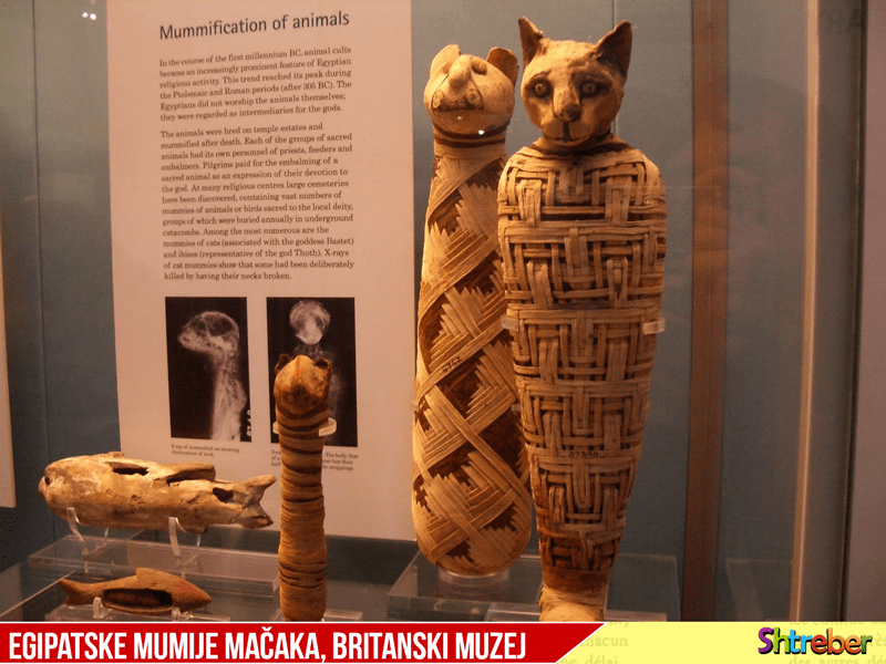egipatske-mumije-macaka