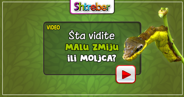 zmija_ili_moljac