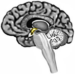 K-brainHypothalamus-148x147-enIL
