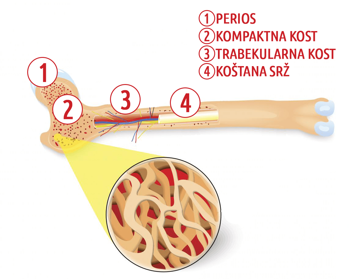 gradja-kosti